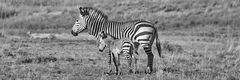 Zebra Mutter mit Baby panorama 