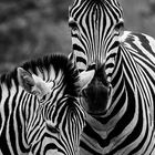 Zebra-Mutter mit Fohlen