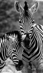 Zebra-Mutter mit Fohlen