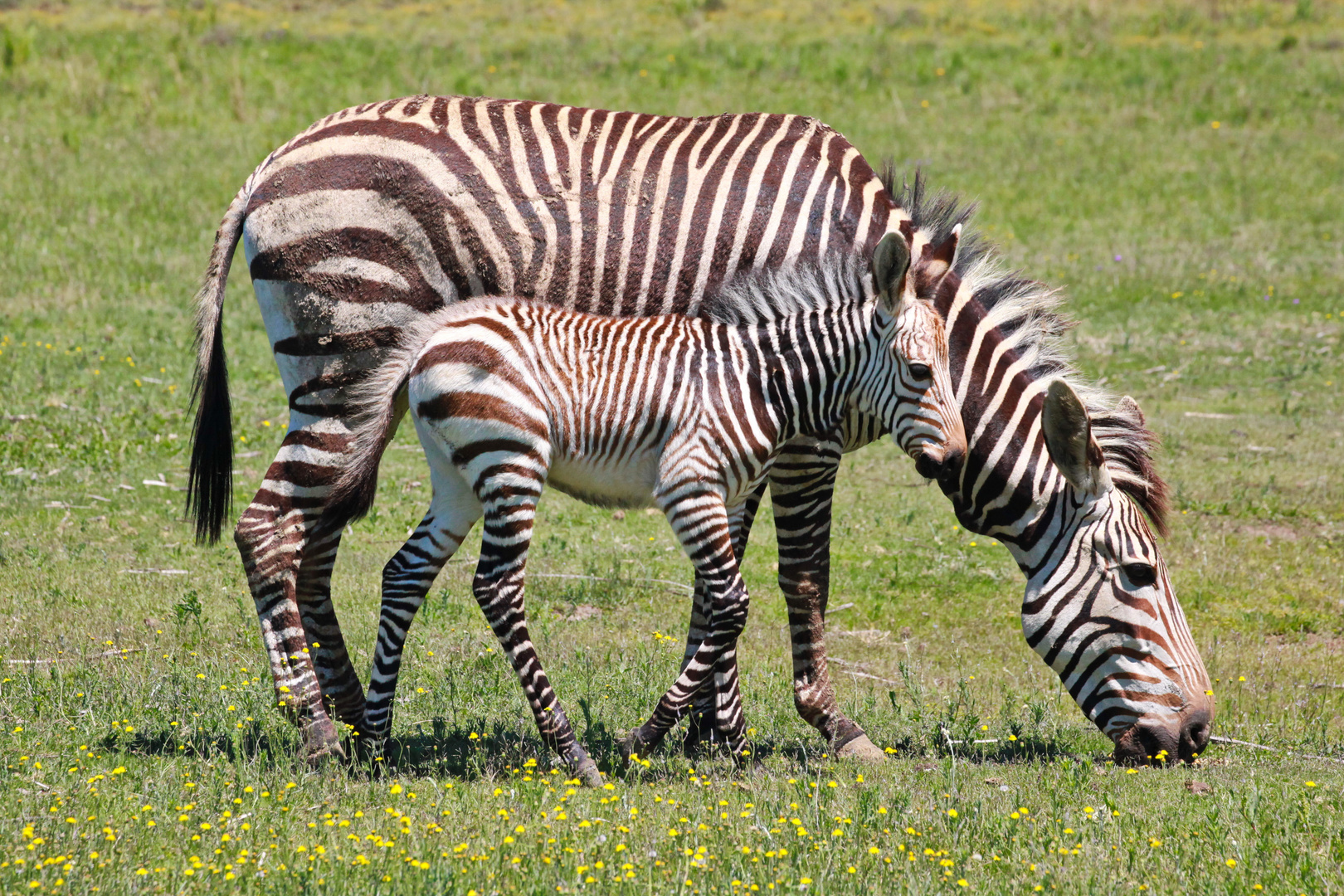 Zebra Mutter mit Tocher 8283