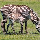 Zebra Mutter mit Tocher 8283