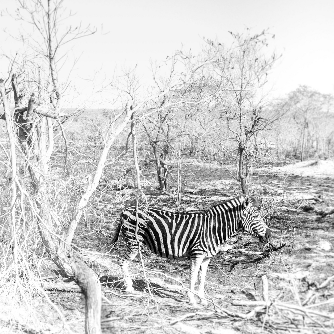 Zebra nach Buschbrand