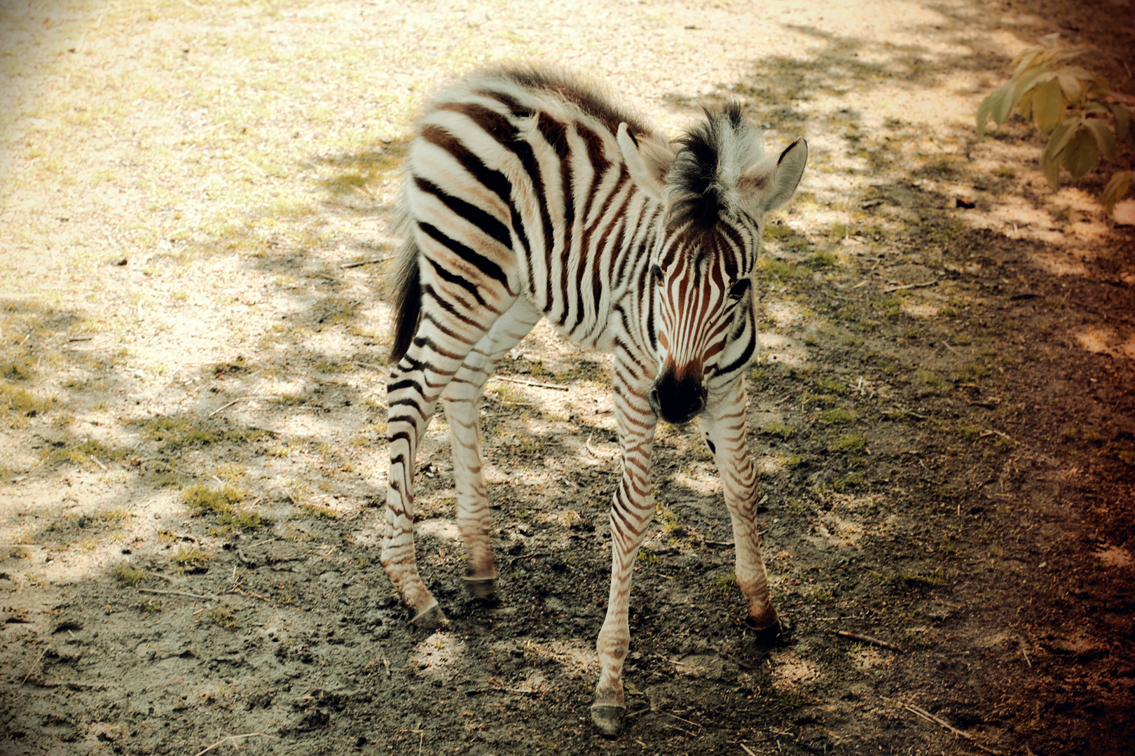 Zebra Nachwuchs