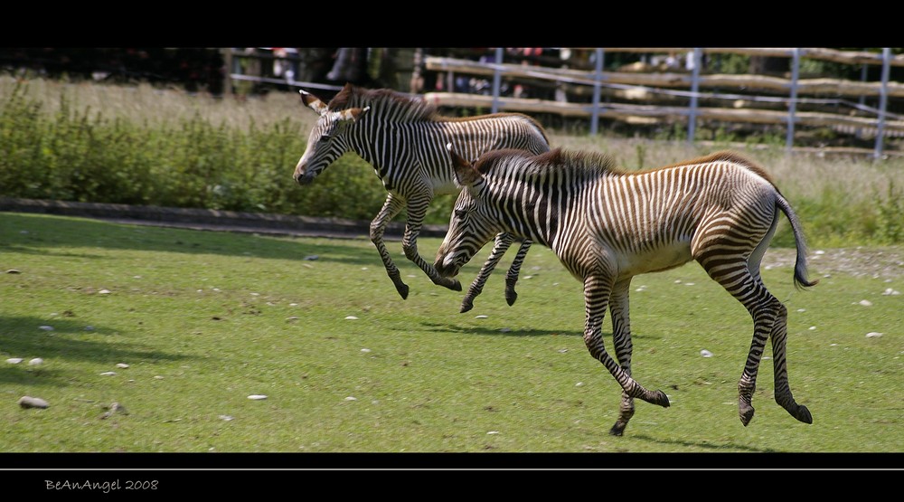 Zebra-Nachwuchs...