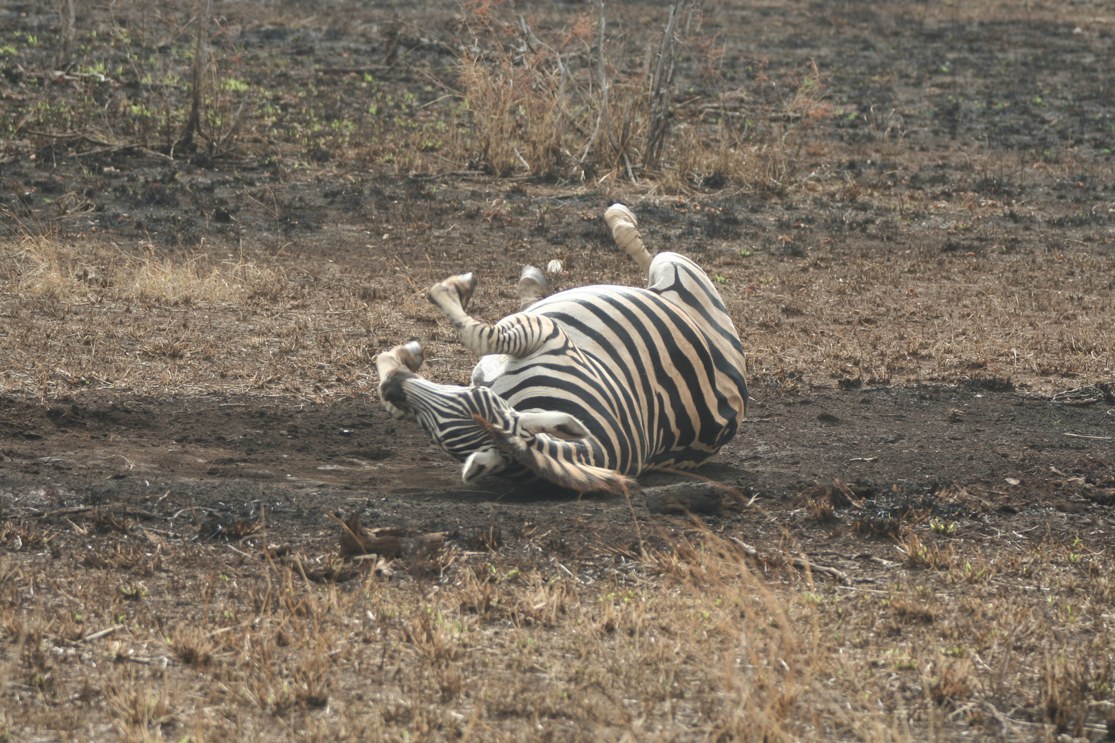 Zebra nimmt ein Bad