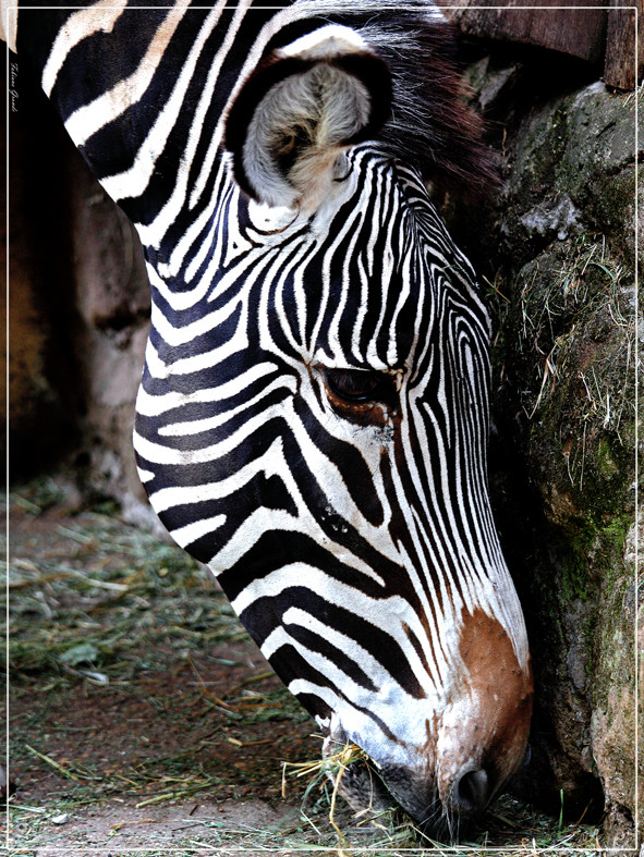 ZEBRA (NON A POIS!)