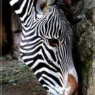 ZEBRA (NON A POIS!)