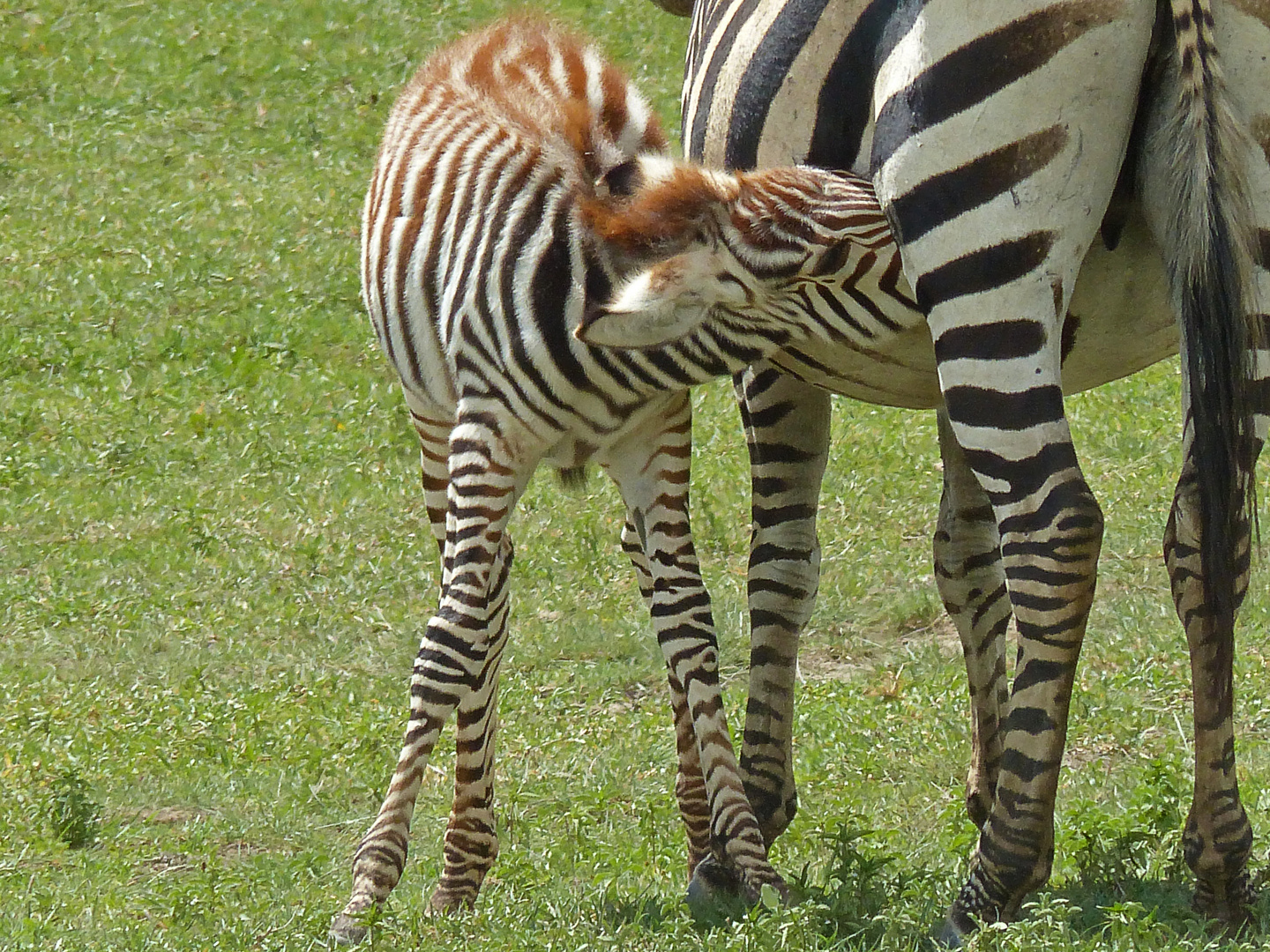 Zebra nursing
