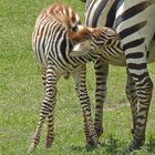 Zebra nursing