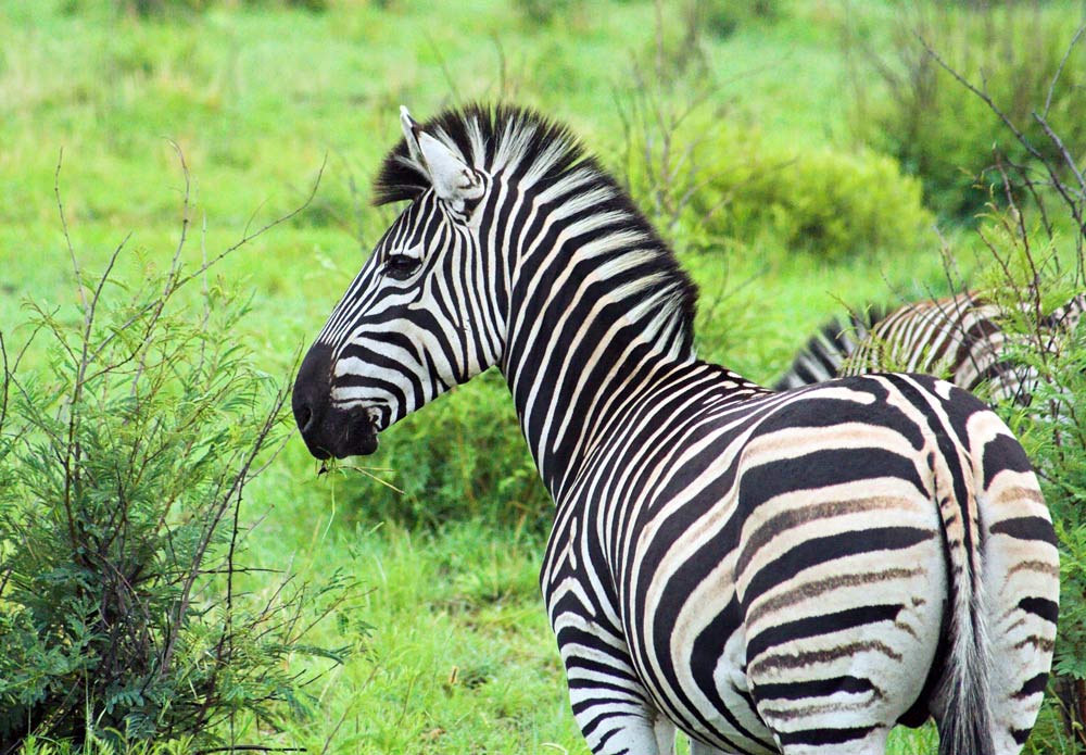 Zebra oder Punk