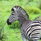 Zebra oder Punk