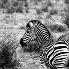 Zebra oder Punk SW