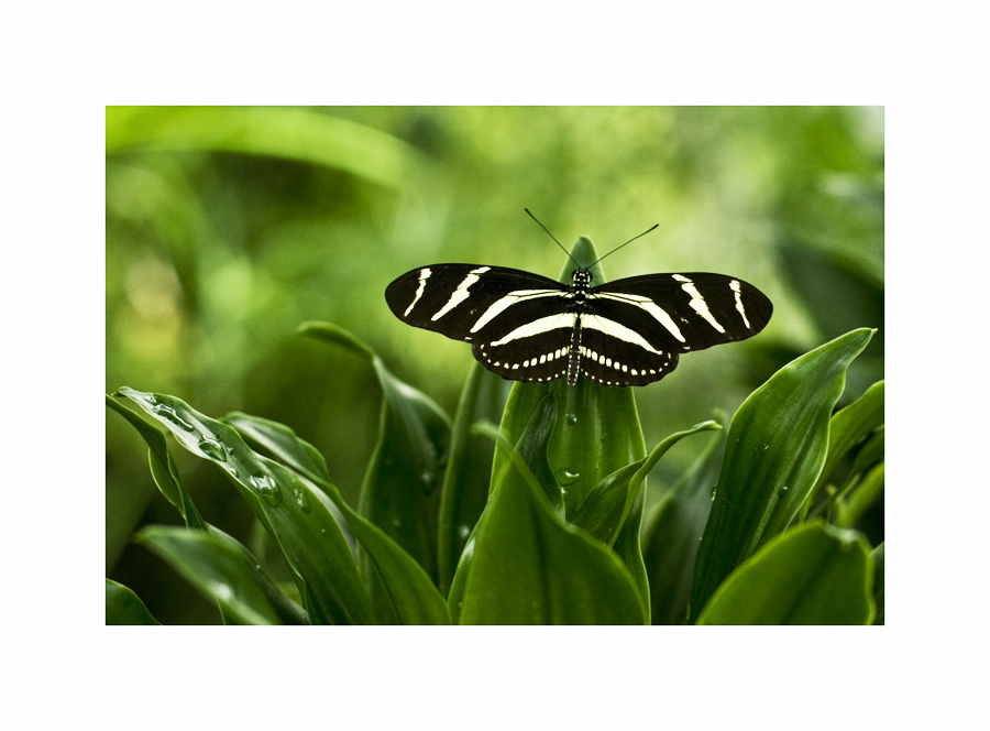 Zebra oder Schmetterling?