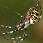 Zebra oder Wespen Spinne 1 IMG_0522