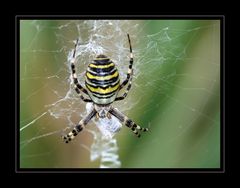 Zebra- oder Wespenspinne (Argiope bruennicii)...