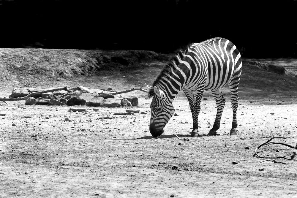 Zebra on the moon