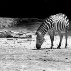 Zebra on the moon