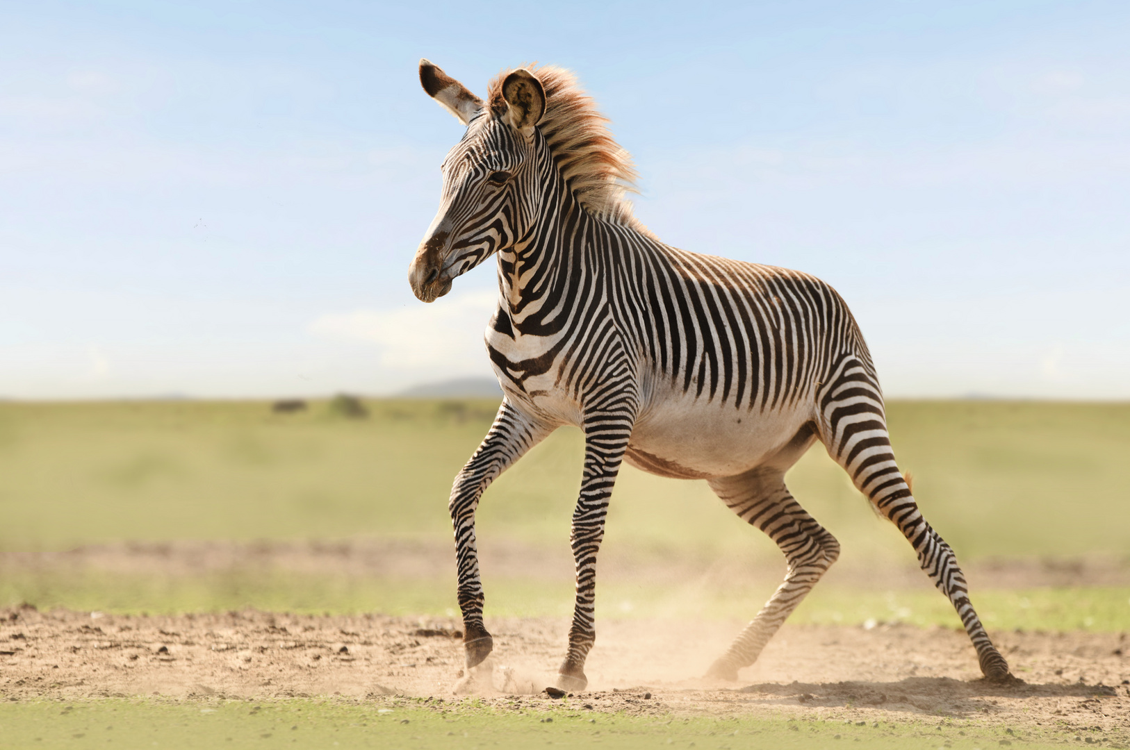 Zebra on the Run