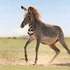 Zebra on the Run