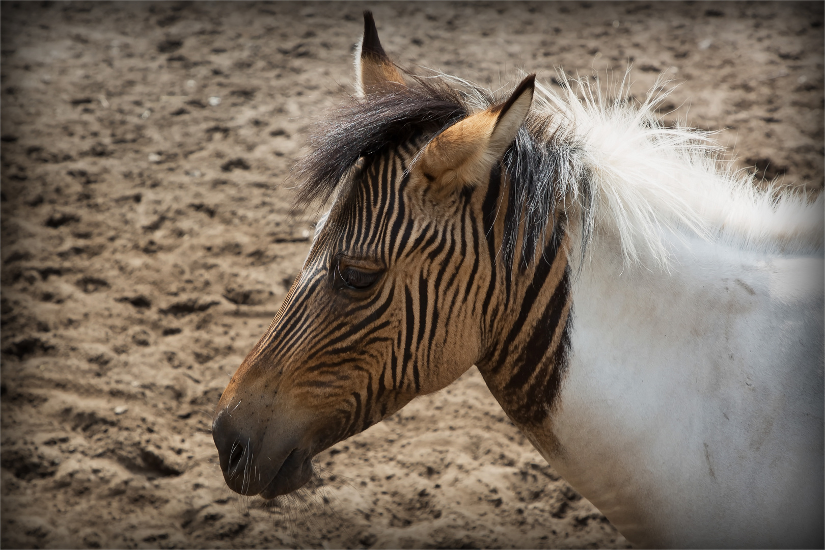 Zebra-Pferd  "Eclyse"