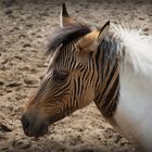 Zebra-Pferd  "Eclyse"