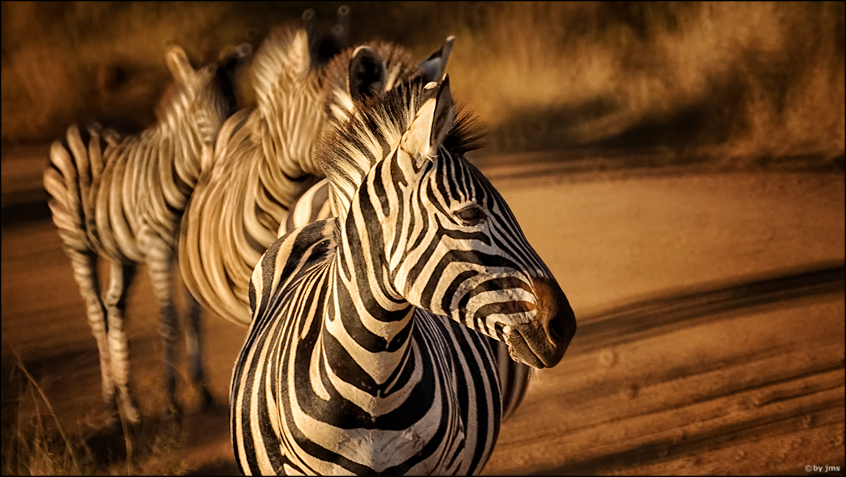 Zebra Polonaise