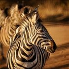 Zebra Polonaise