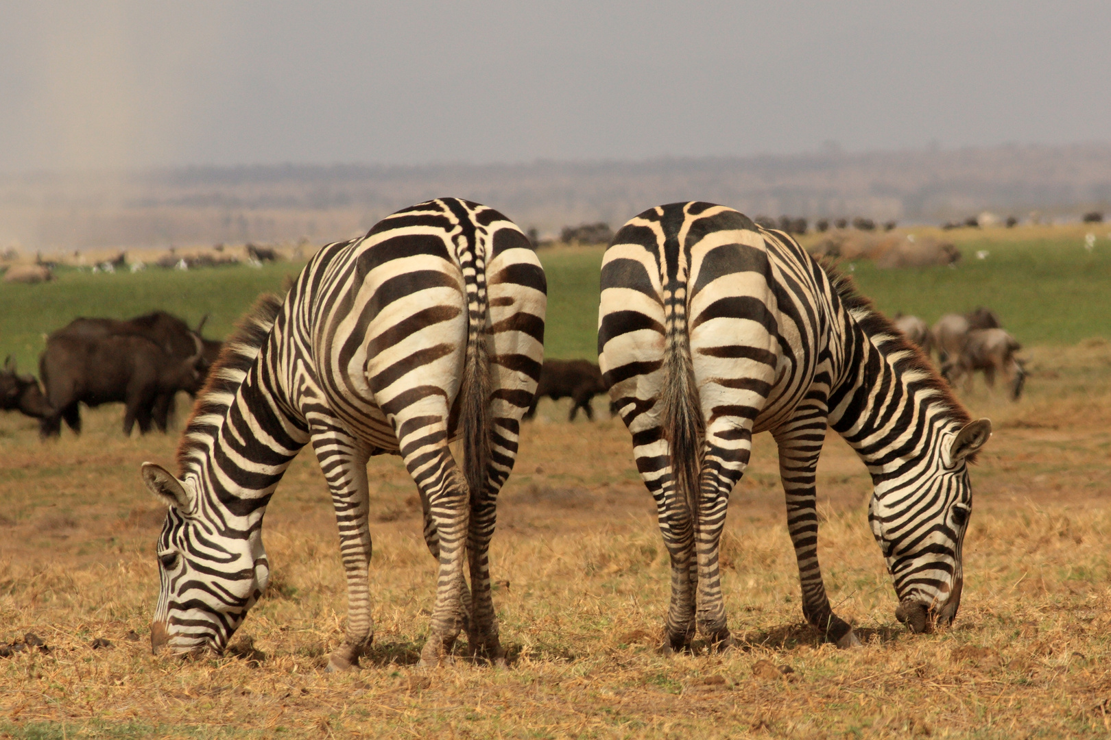 Zebra-Popos