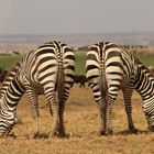 Zebra-Popos