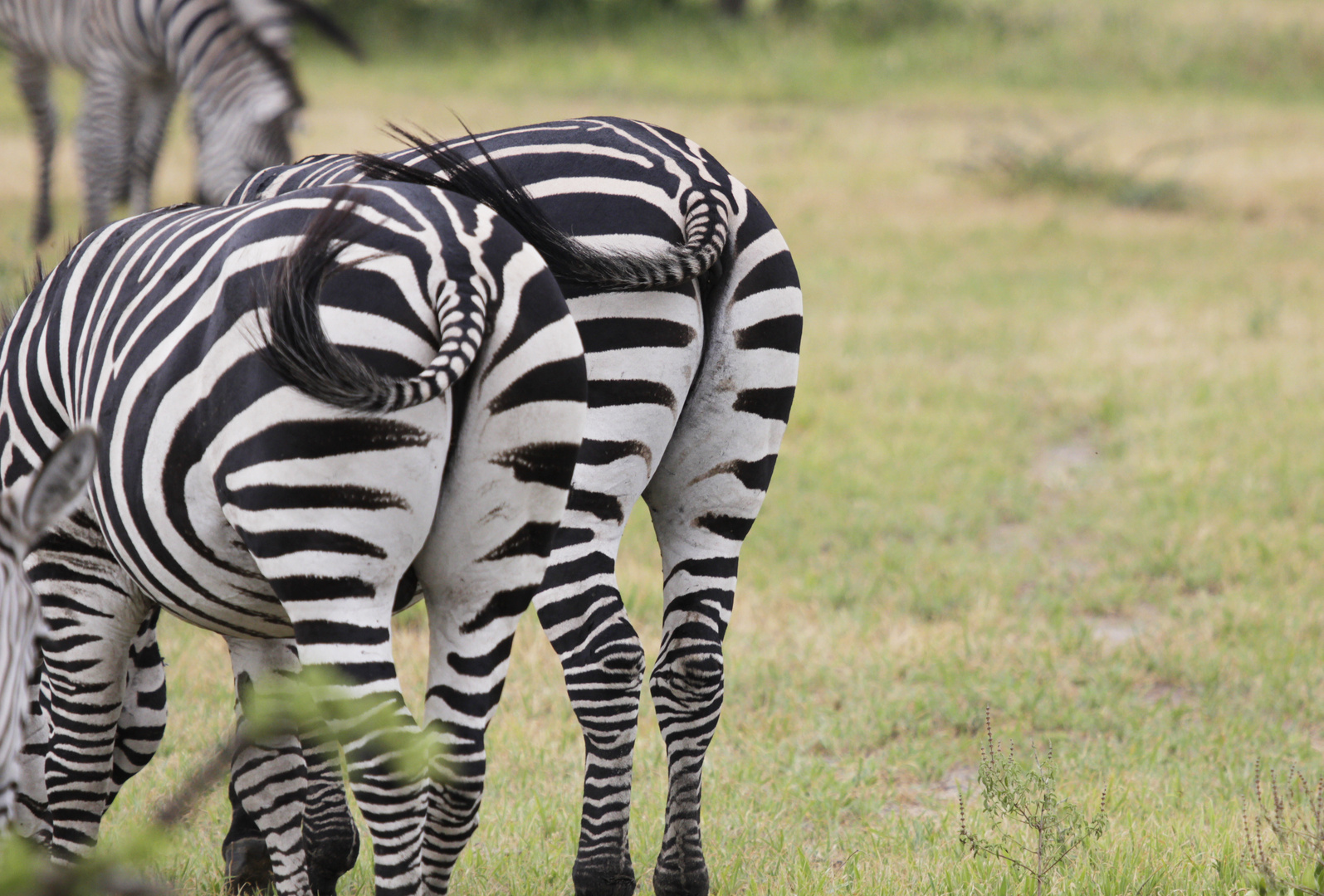 Zebra Popos