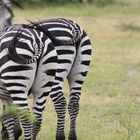 Zebra Popos