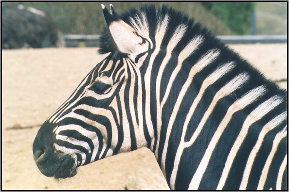 Zebra Porträt