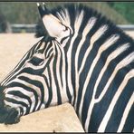 Zebra Porträt