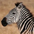 Zebra-Portrait