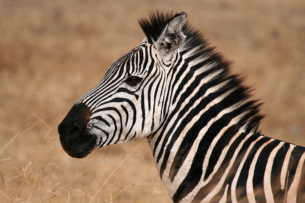 Zebra-Portrait