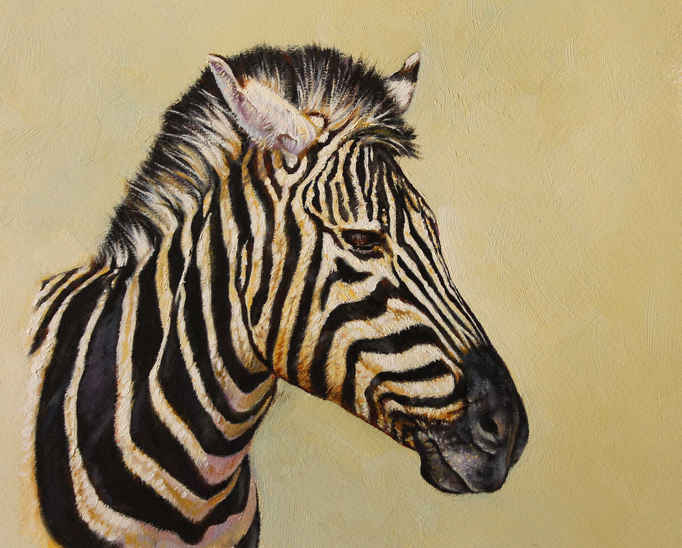 Zebra - Portrait