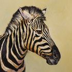 Zebra - Portrait