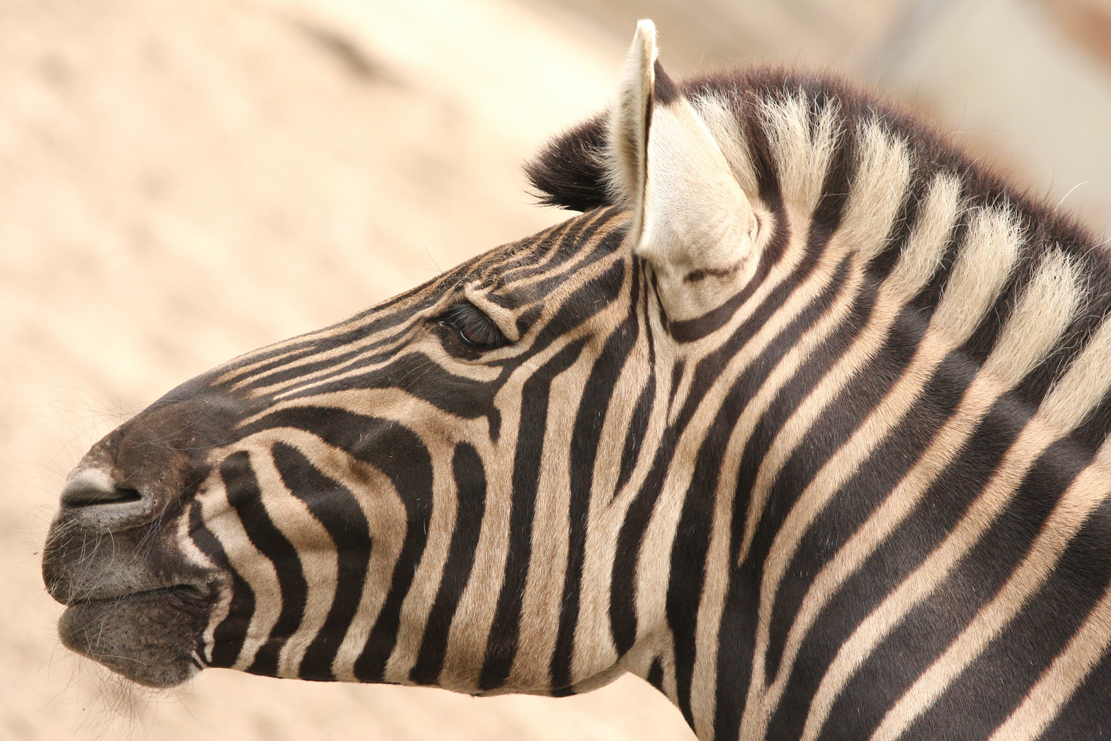 Zebra Portrait