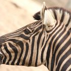 Zebra Portrait