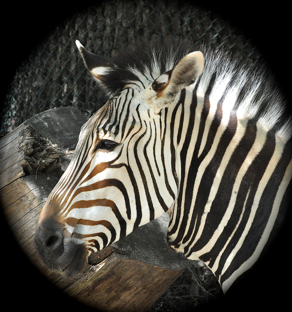 Zebra Portrait