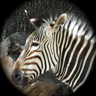 Zebra Portrait