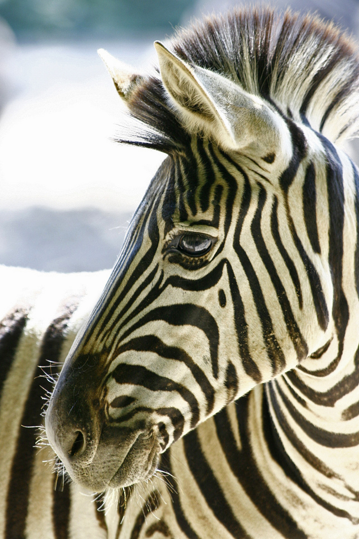 Zebra - Portrait