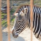 Zebra-Portrait