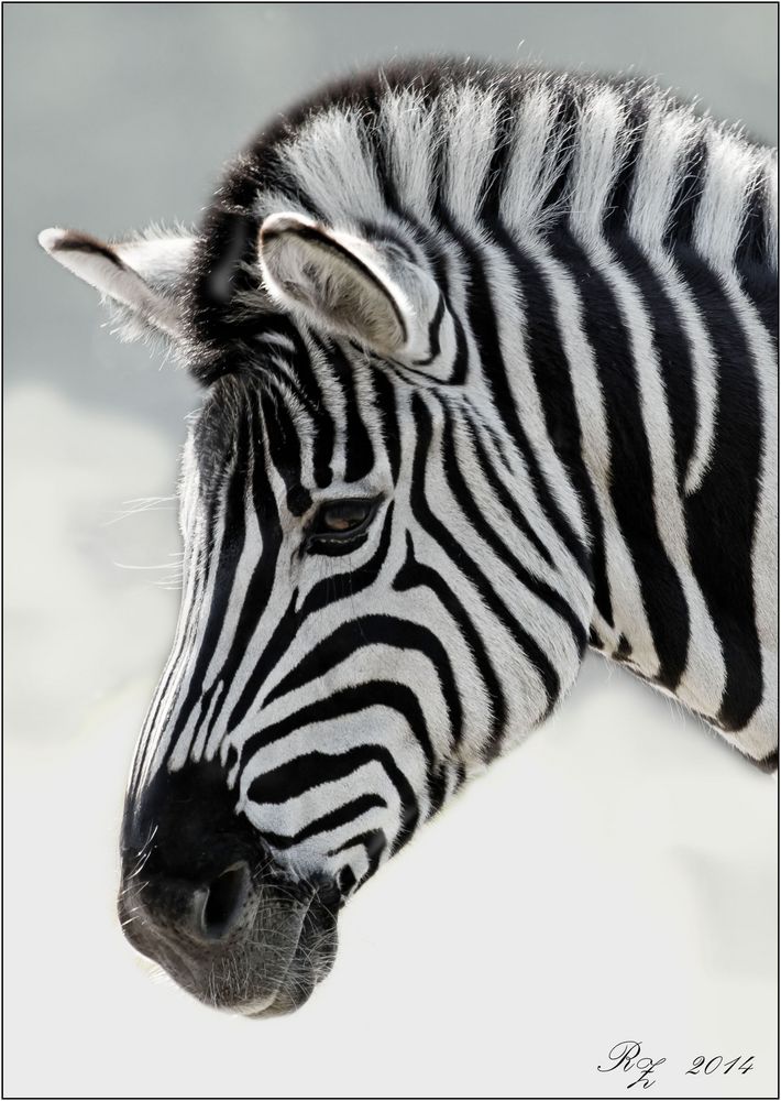 Zebra - Portrait