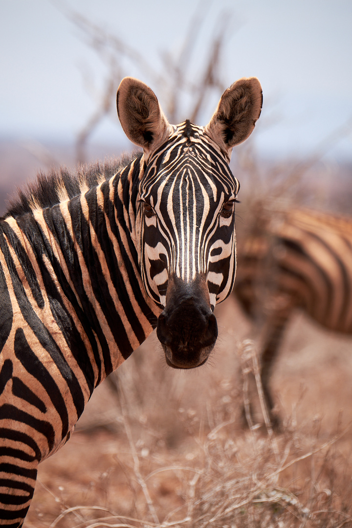 Zebra Portrait