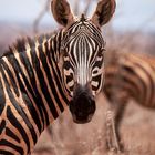 Zebra Portrait