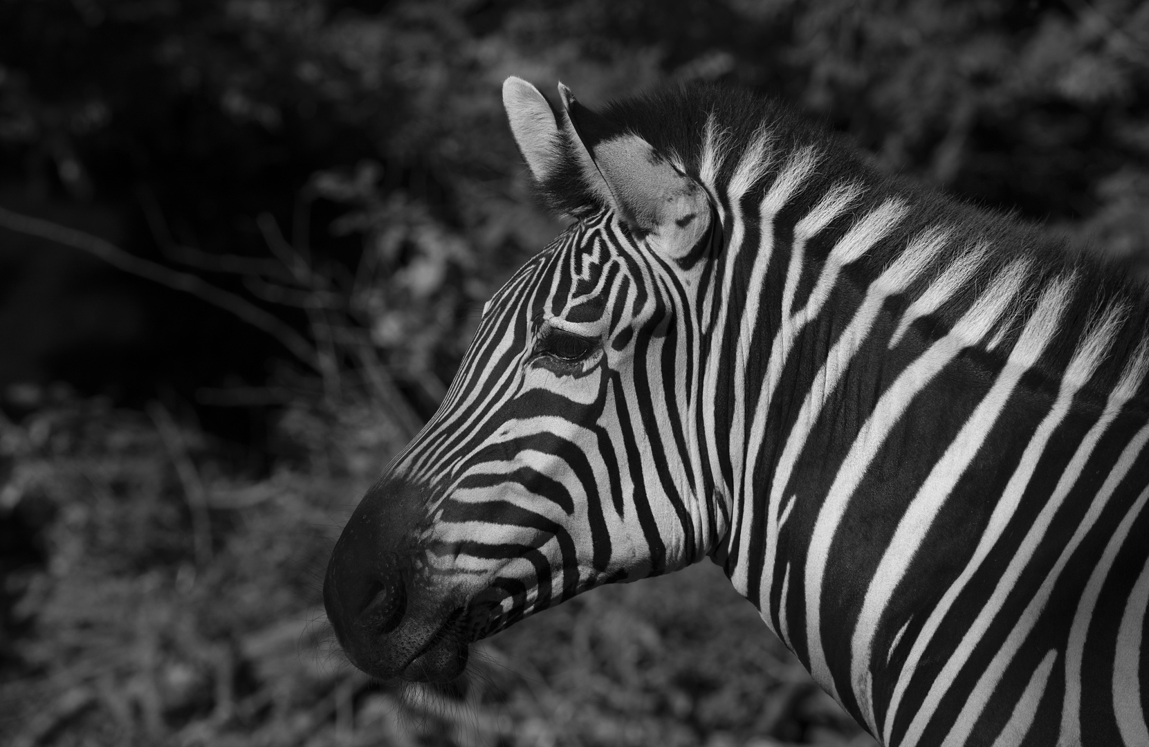 Zebra Portrait