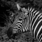 Zebra Portrait