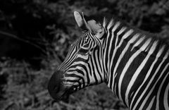 Zebra Portrait