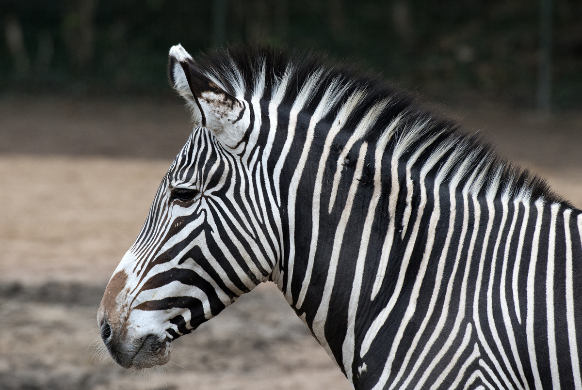 ~ Zebra Portrait ~
